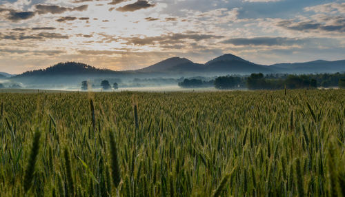 Scenic view of agricultural field against sky