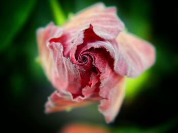 Close-up of pink flower