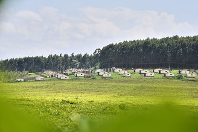 Scenic view of field against sky