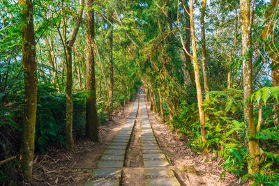 Walkway amidst trees in forest