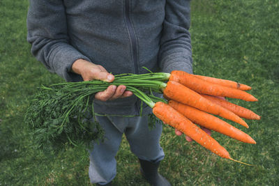 A closeup shot of a caucasian male holding fresh carrots in a field in spain