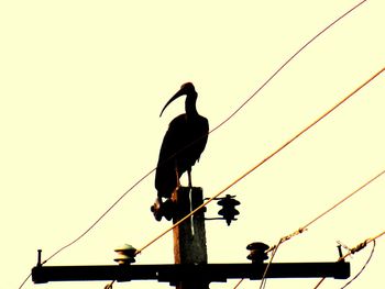 Low angle view of bird perching on pole