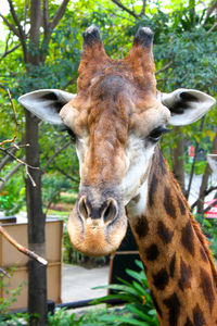 Close-up portrait of giraffe