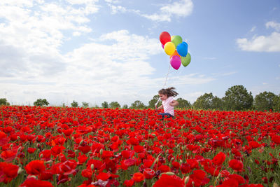 Red poppy flowers in field