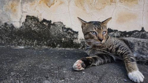 Portrait of cat resting against wall