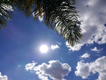 Low angle view of palm tree against sky