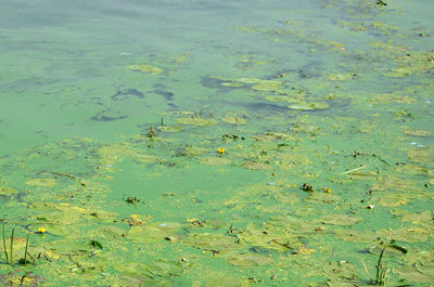 High angle view of leaves floating on water