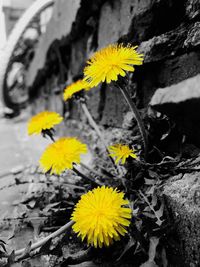 Close-up of yellow flowers