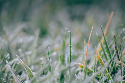 Close up of dewy frost on grass with blurred background 