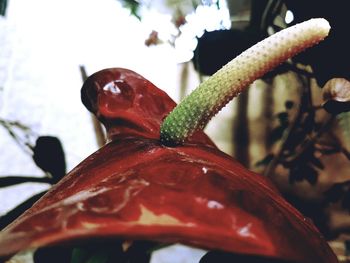 Close-up of lizard on red leaf