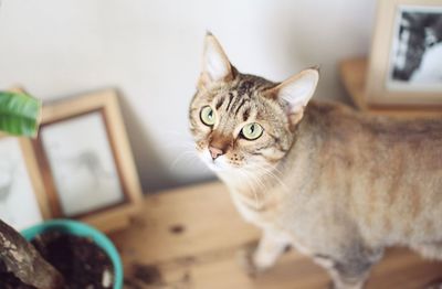 Portrait of cat standing on table