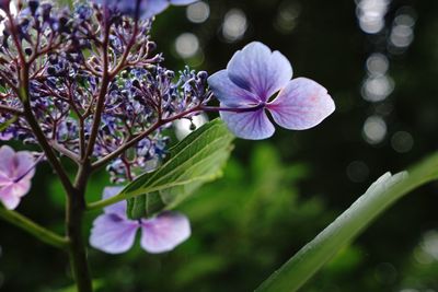 Close-up of purple flowers