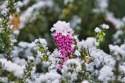 Close-up of purple flowering plant on field