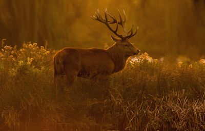 Horse on field in forest