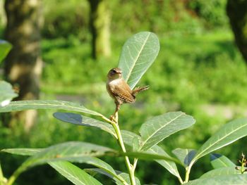 Close-up of caterpillar on plant