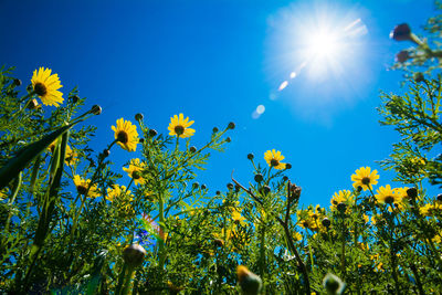 Low angle view of yellow flowers against blue sky