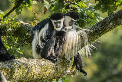 Monkey sitting on tree in forest