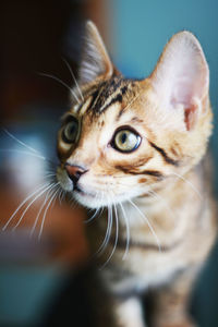 Cute and beautifull bengal cat age of one year look to the someone