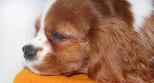 Close-up of dog