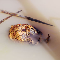 High angle view of insect on table