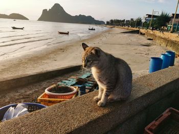 Cat sitting on retaining wall by sea