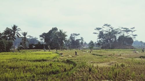 Scenic view of field against sky