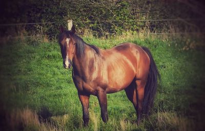 Horse standing in field
