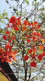 Low angle view of red flowering tree