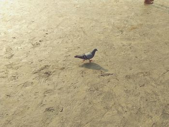 High angle view of bird perching on sand