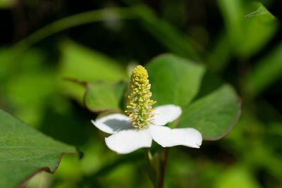 Close-up of white flowering plant