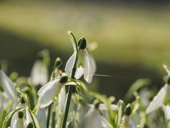 Close-up of white flowering plant