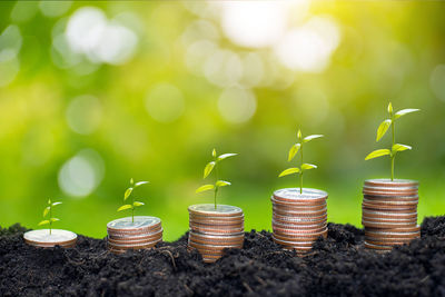 Close-up of potted plants on field