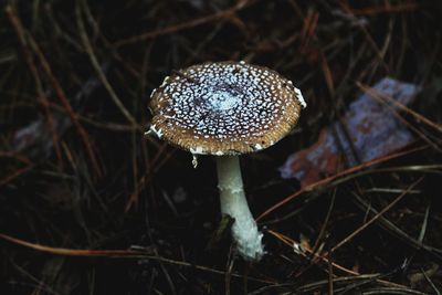 Close-up of fly agaric mushroom