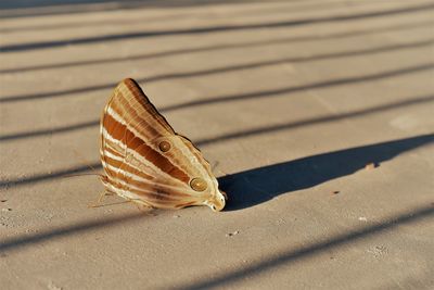 Close-up of butterfly on sand