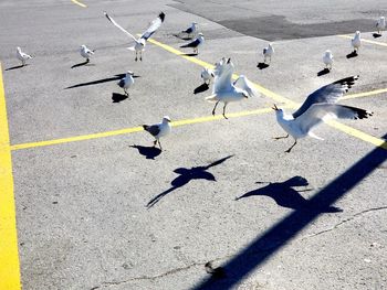 High angle view of seagulls on road