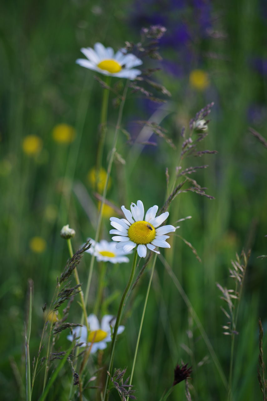 CLOSE-UP OF WHITE DAISY FLOWERS