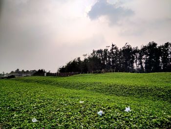 Scenic view of grassy field against sky