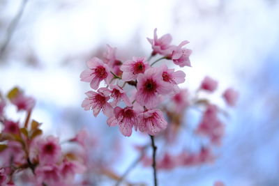 Close-up of pink cherry blossom