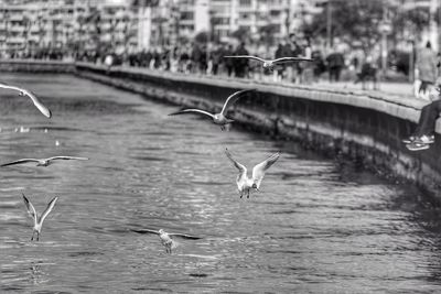 Seagulls flying over water