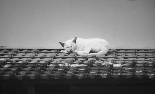 White cat on wall