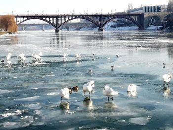 Birds swimming in river against bridge