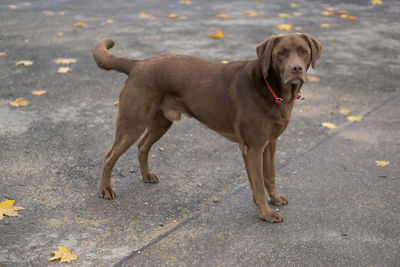 Dog on road