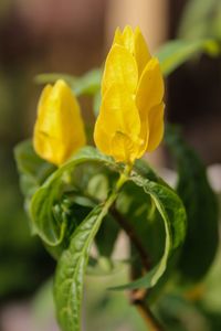 Close-up of yellow flowering plant