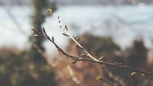 Close-up of branch