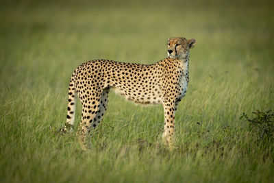 Cheetah standing on land
