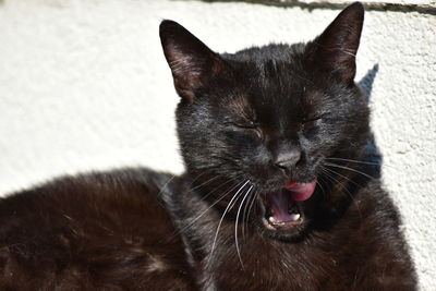Close-up of a cat