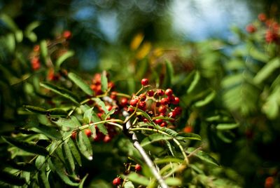 Close-up of red berries growing on tree