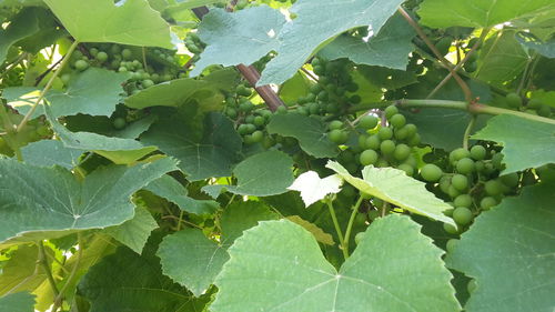 Close-up of leaves