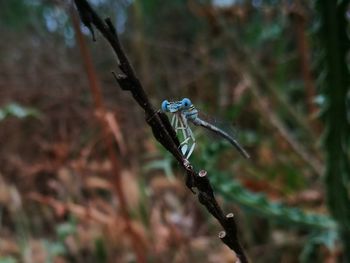 Close-up of insect on plant