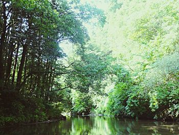 Reflection of trees in water